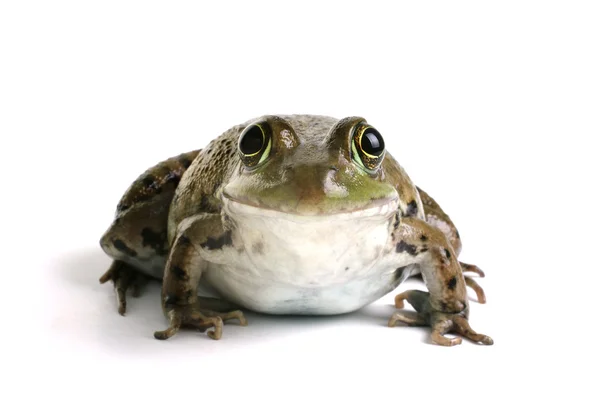 Grüner Frosch (rana clamitans)) — Stockfoto