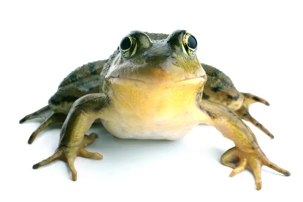 绿色的青蛙 (Rana clamitans) — 图库照片