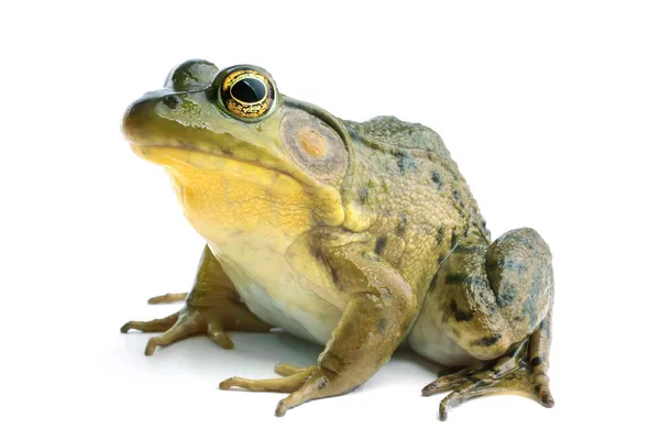 绿色的青蛙 (Rana clamitans) — 图库照片