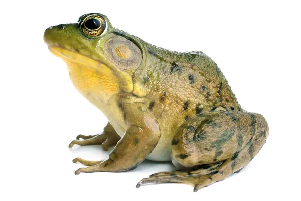 Grön groda (Rana clamitans) — Stockfoto