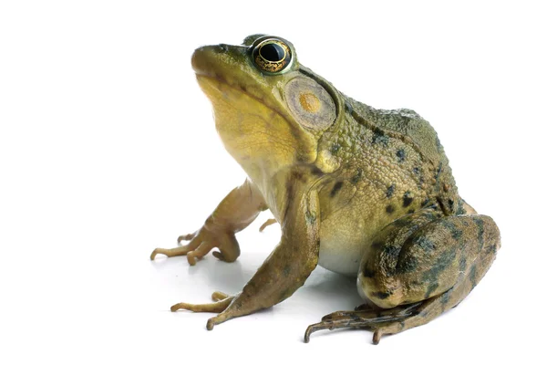 Grön groda (Rana clamitans) — Stockfoto