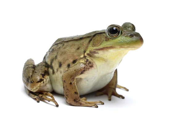 Green frog (Rana clamitans) — Stock Photo, Image