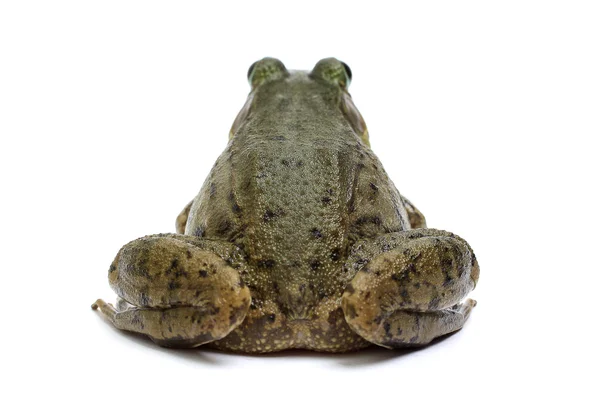 Зелена жаба (Rana clamitans) — стокове фото