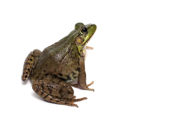 緑のカエル (Rana clamitans) — ストック写真