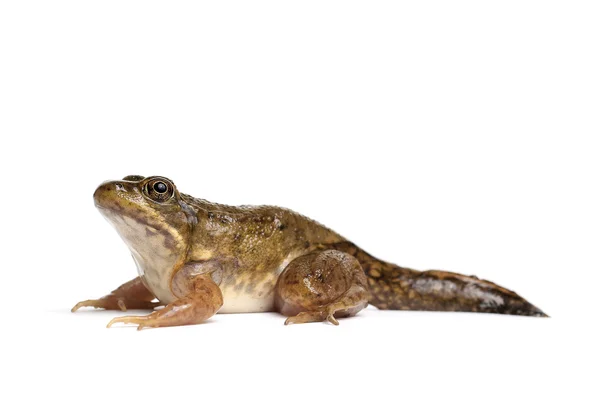 Groene kikker (Rana clamitans) — Stockfoto