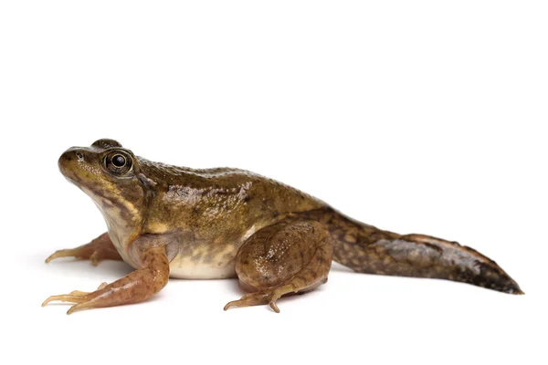 Grön groda (Rana clamitans) — Stockfoto