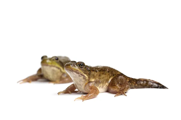 Grön groda (Rana clamitans) — Stockfoto