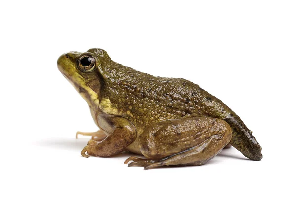 Grön groda (Rana clamitans) — Stockfoto