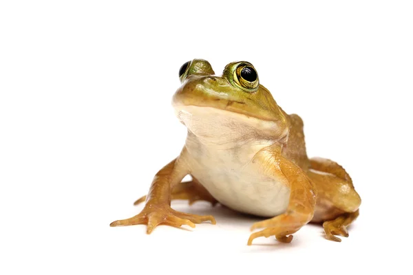 Groene kikker (Rana clamitans) — Stockfoto