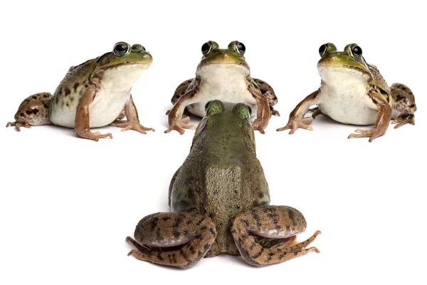 Green frog (Rana clamitans) — Stock Photo, Image