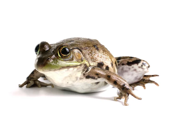 Grön groda (Rana clamitans) — Stockfoto