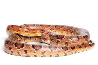 normal Mısır yılan