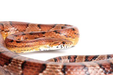 normal Mısır yılan