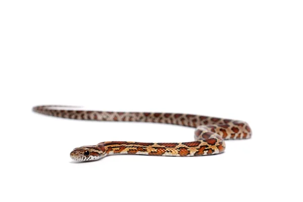 Serpente di mais normale — Foto Stock