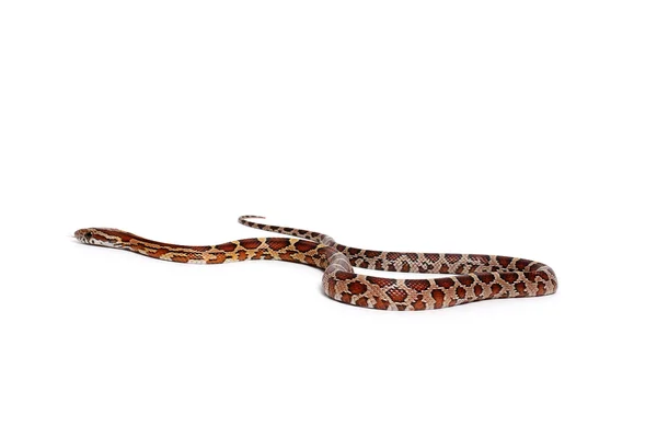 Serpente di mais normale — Foto Stock