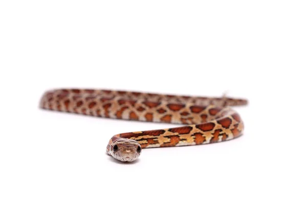 Serpente di mais normale — Foto Stock