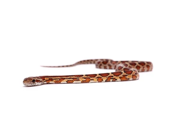 Normal corn snake — Stock Photo, Image