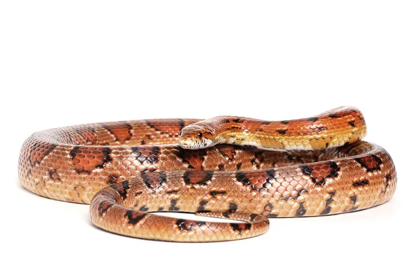 Serpente di mais normale — Foto Stock