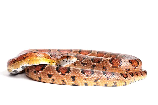 Κανονική καλαμπόκι φίδι — Φωτογραφία Αρχείου