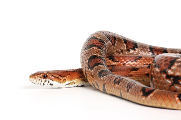 Normál kukorica kígyó — Stock Fotó