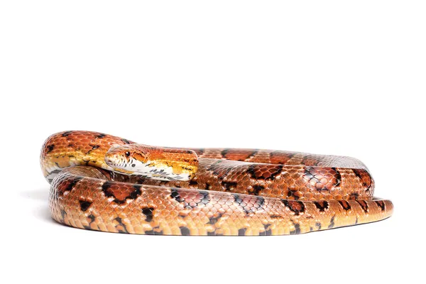 Serpente di mais normale — Foto Stock