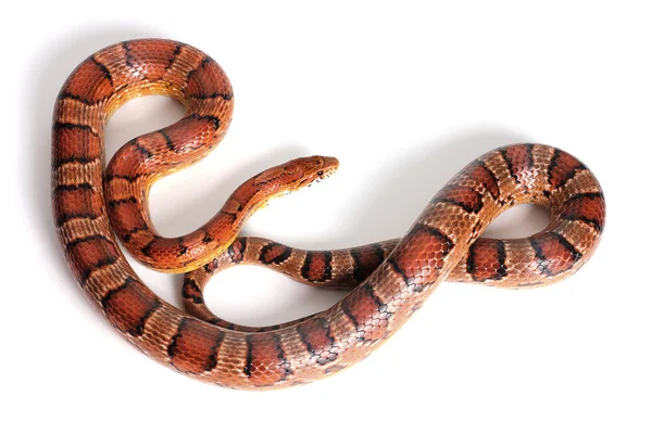 Serpente di mais normale — Foto Stock