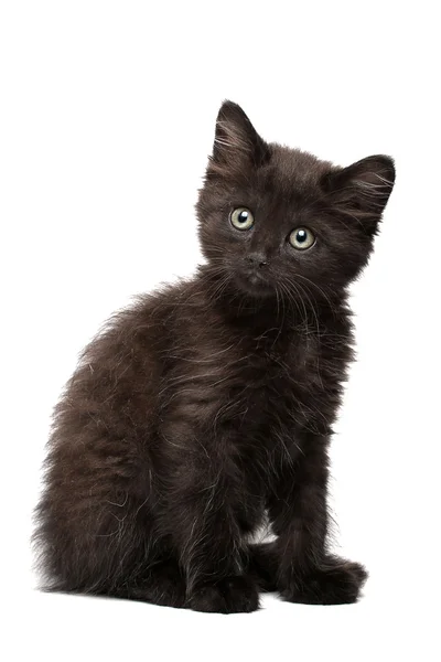 Gatito negro —  Fotos de Stock