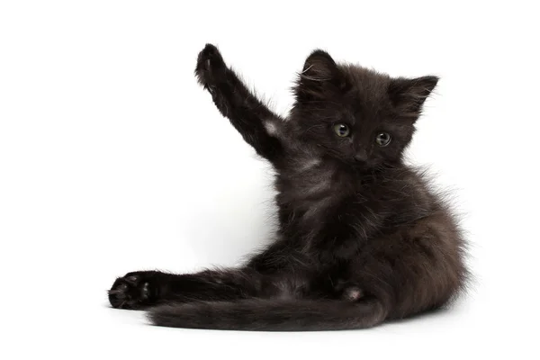 Schwarze Kätzchen — Stockfoto