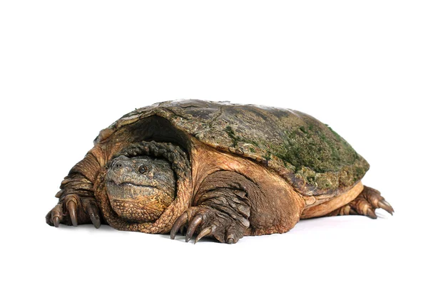 Common Snapping Turtle — Stock Photo, Image