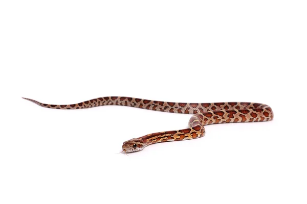 Normal corn snake Stock Picture