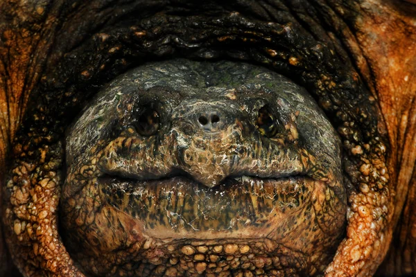 Common Snapping Turtle Stock Photo