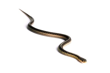 Doğu gartersnake