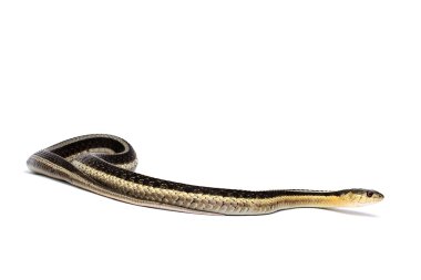 Doğu gartersnake