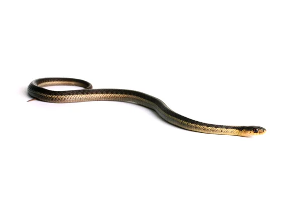 Keleti Gartersnake — Stock Fotó