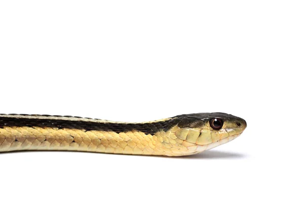 Eastern Gartersnake — Stock Photo, Image