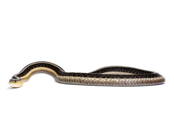 Östra gartersnake — Stockfoto