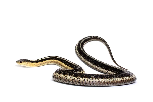 Östra gartersnake — Stockfoto