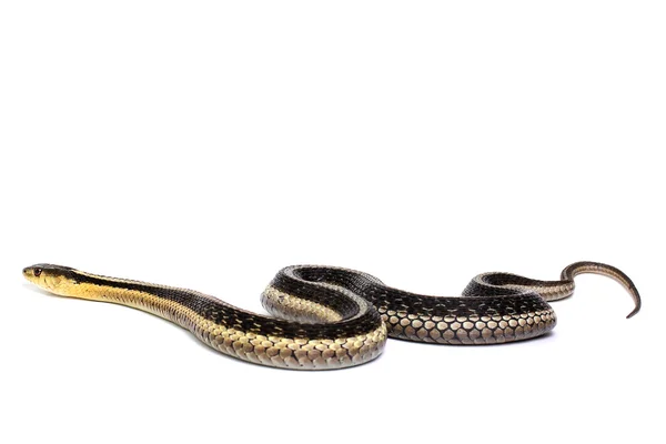 Gartersnake oriental —  Fotos de Stock