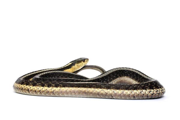 Eastern Gartersnake — Stock Photo, Image