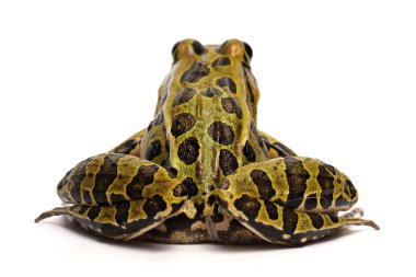 Kuzey leopar Kurbağa (Lithobates pipiens)