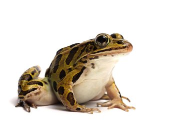 Kuzey leopar Kurbağa (Lithobates pipiens)