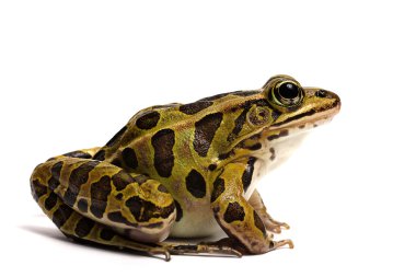 Kuzey leopar Kurbağa (Lithobates pipiens)