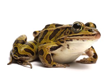 Kuzey leopar Kurbağa (Lithobates pipiens)