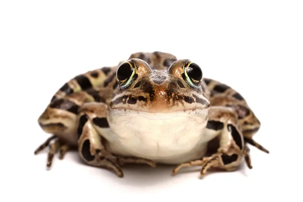 Pickerel Frog (Lithobates palustris) ) — стоковое фото