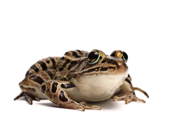 Pickerel Frog (Lithobates palustris) — Stock Photo, Image