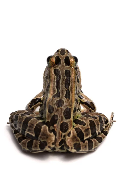 Csuka béka (Lithobates palustris) — Stock Fotó