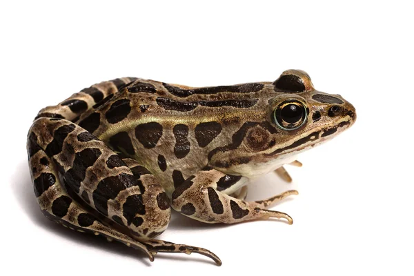 Turna Kurbağa (Lithobates palustris) — Stok fotoğraf