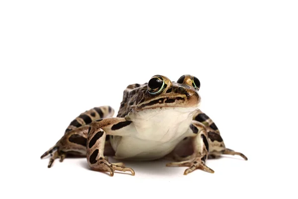 Pickerel Frog (Lithobates palustris) ) — стоковое фото
