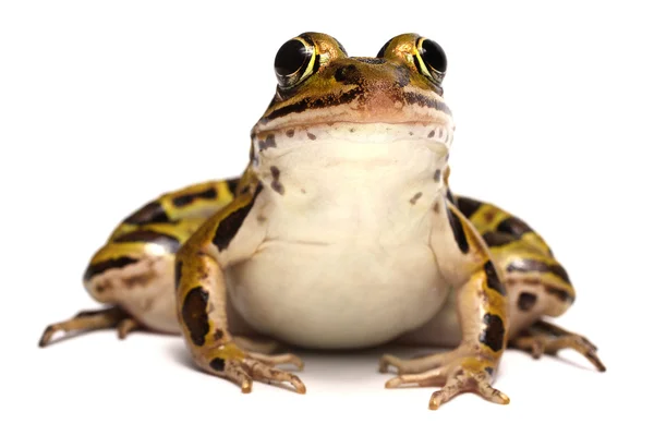 Northern Leopard Frog (Lithobates pipiens) — Stock Photo, Image