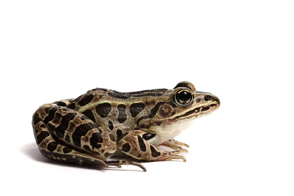 Kuzey leopar Kurbağa (Lithobates pipiens) — Stok fotoğraf